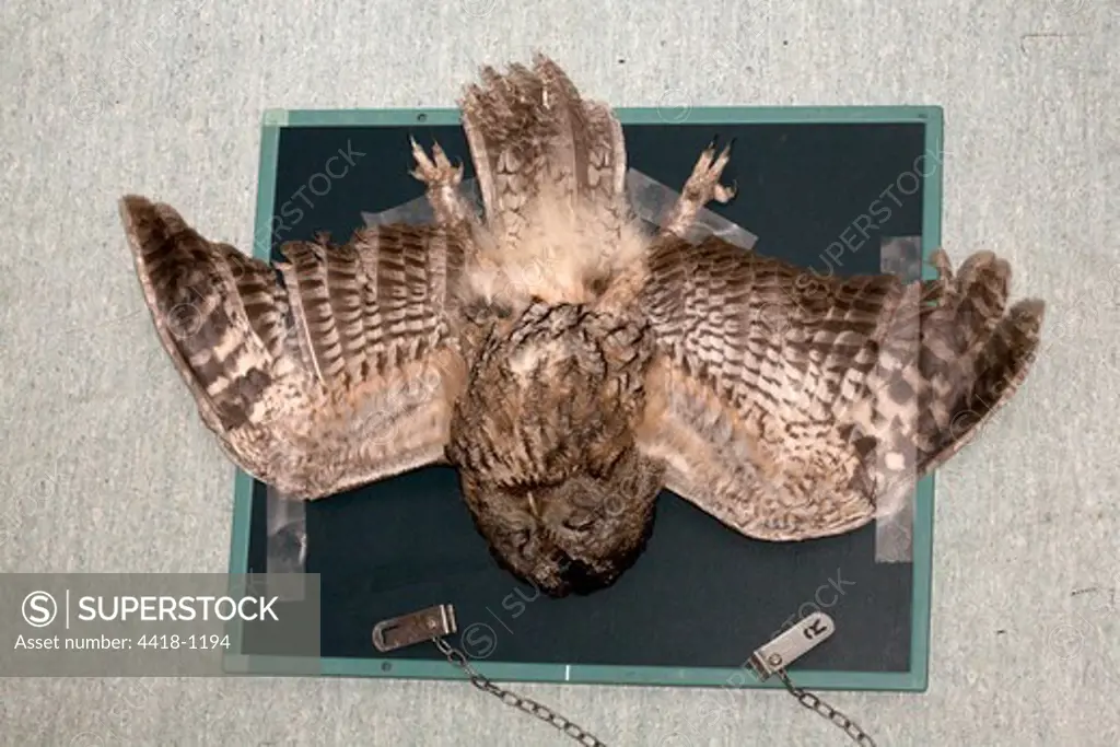 Tawny Owl being x-rayed
