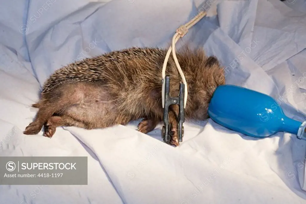 Hedgehog with anaesthetic mask