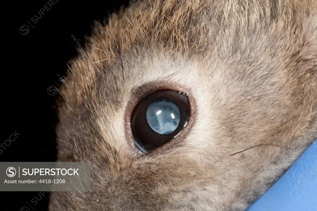 Rabbit's eye