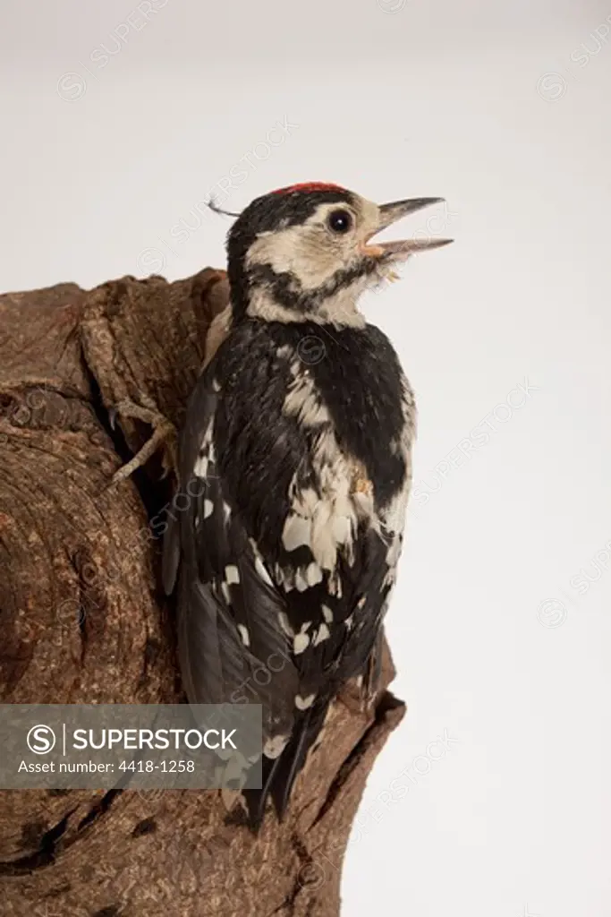 Young Great Spotted woodpecker (Dendrocopos major) on wood against white background
