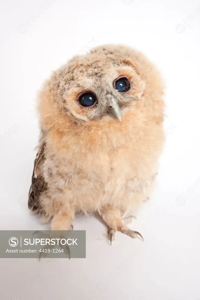Close-up of a Tawny owl (Strix aluco) chick against white background