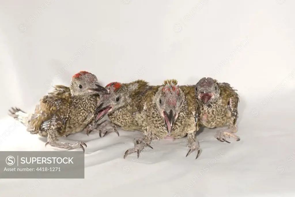 Group of juvenile Green woodpeckers