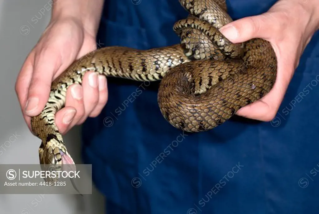 Close-up of a person holding a Grass snake (Natrix natrix)