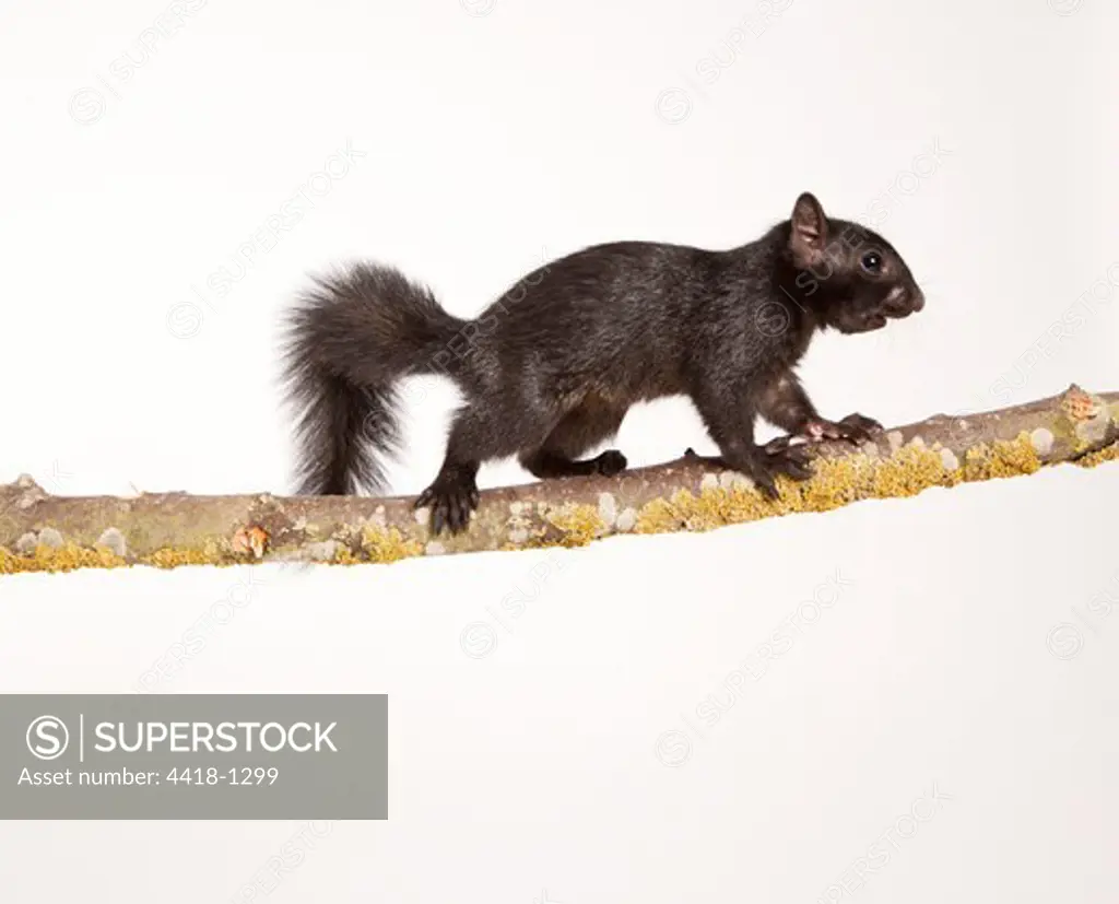 Grey squirrel (Sciurus carolinensis) melanistic form on branch climbing
