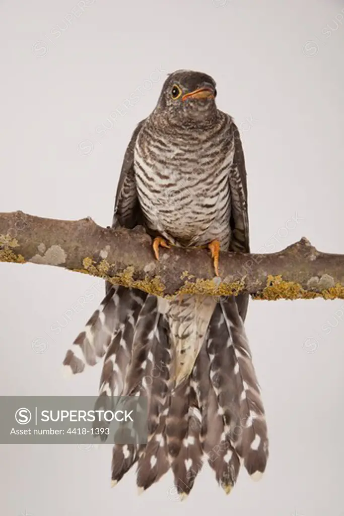 Common Cuckoo (Cuculus canorus), studio shot