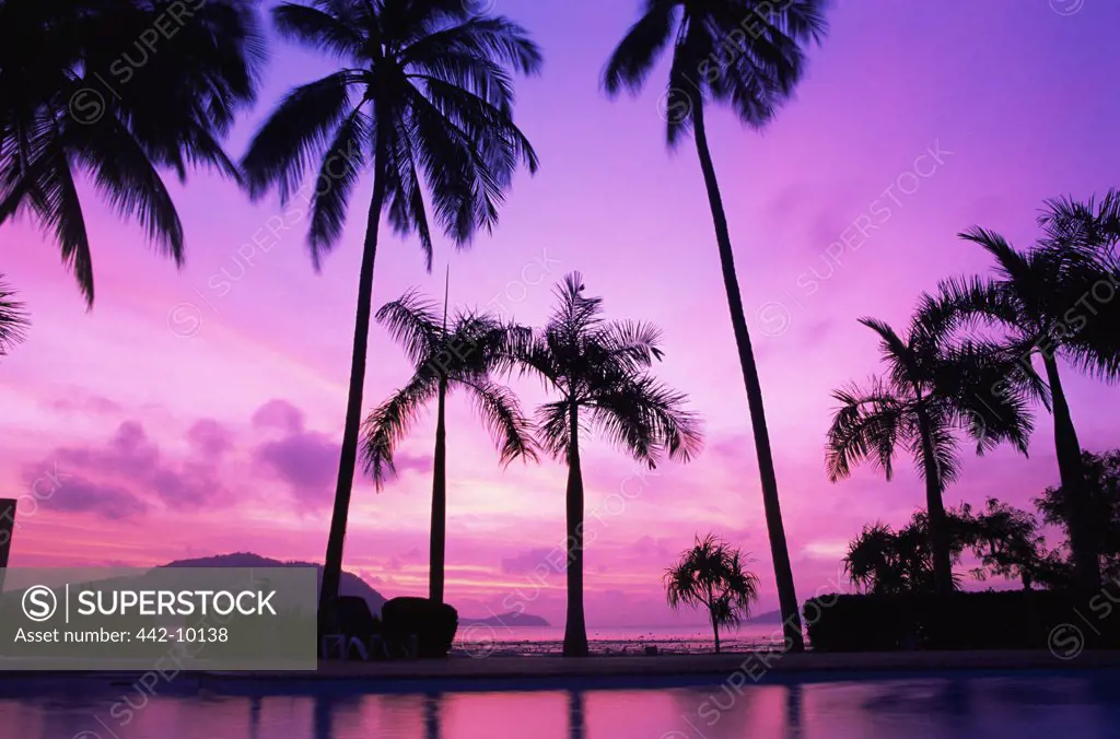 Silhouette of palm trees at dusk, Phuket, Thailand
