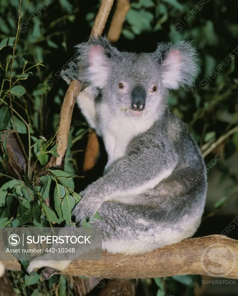 Koala sitting on a tree branch, Lone Pine Sanctuary, Brisbane, Australia (Phascolarctos cinereus)