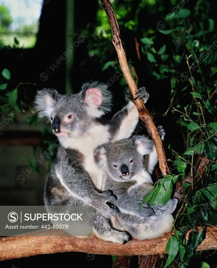 Koala and its young sitting in a tree, Lone Pine Sanctuary, Brisbane, Australia (Phascolarctos cinereus)