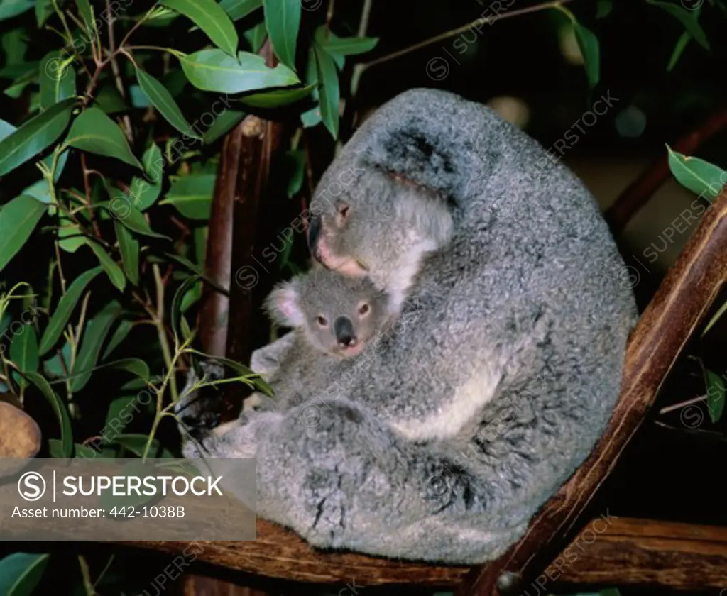 Koala hugging its young, Lone Pine Sanctuary, Brisbane, Australia (Phascolarctos cinereus)