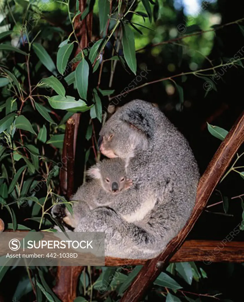 Koala hugging its young, Lone Pine Sanctuary, Brisbane, Australia (Phascolarctos cinereus)