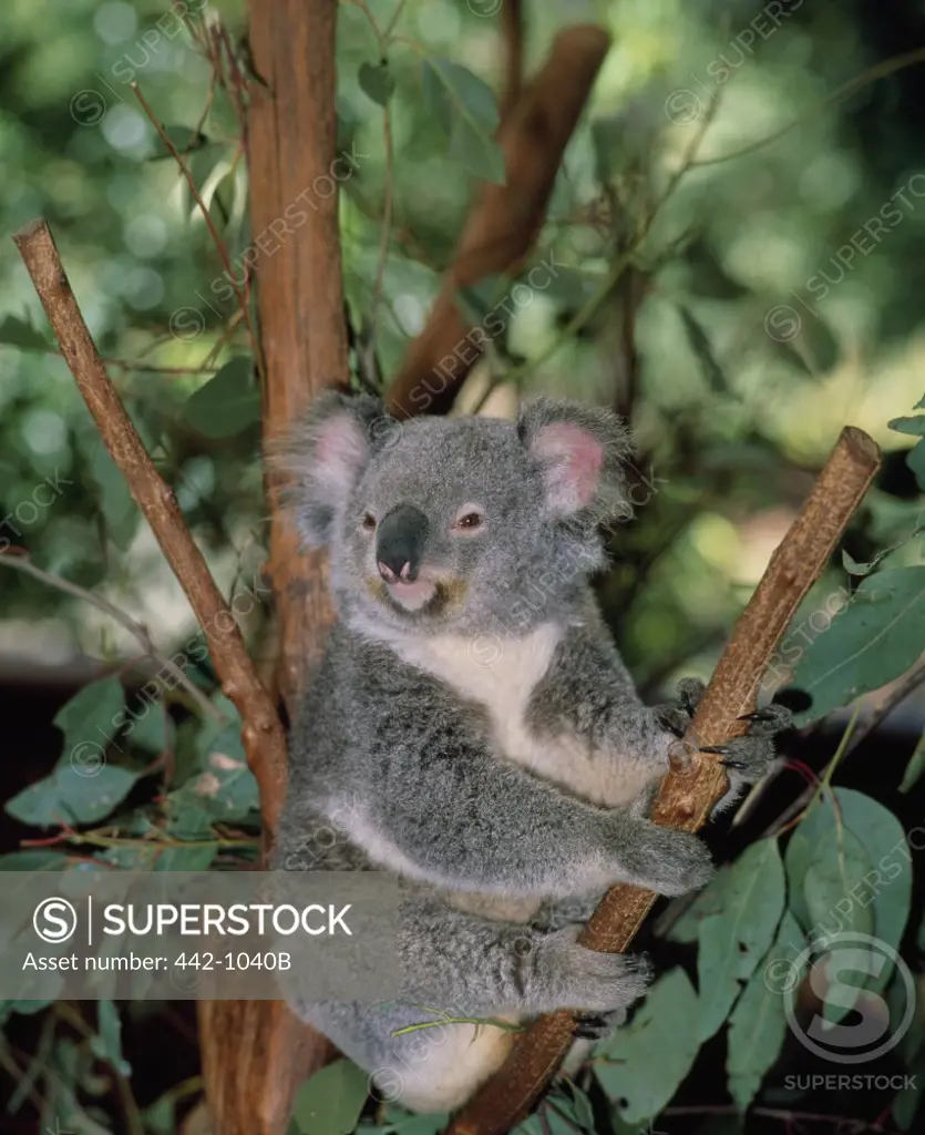 Koala sitting in a tree, Lone Pine Sanctuary, Brisbane, Australia (Phascolarctos cinereus)