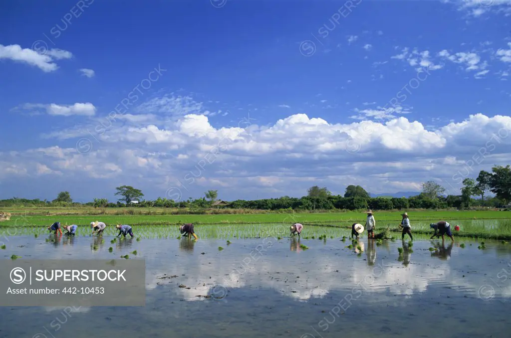 Farmers planting rice paddy in a field, Chiang Mai, Chiang Mai Province, Thailand
