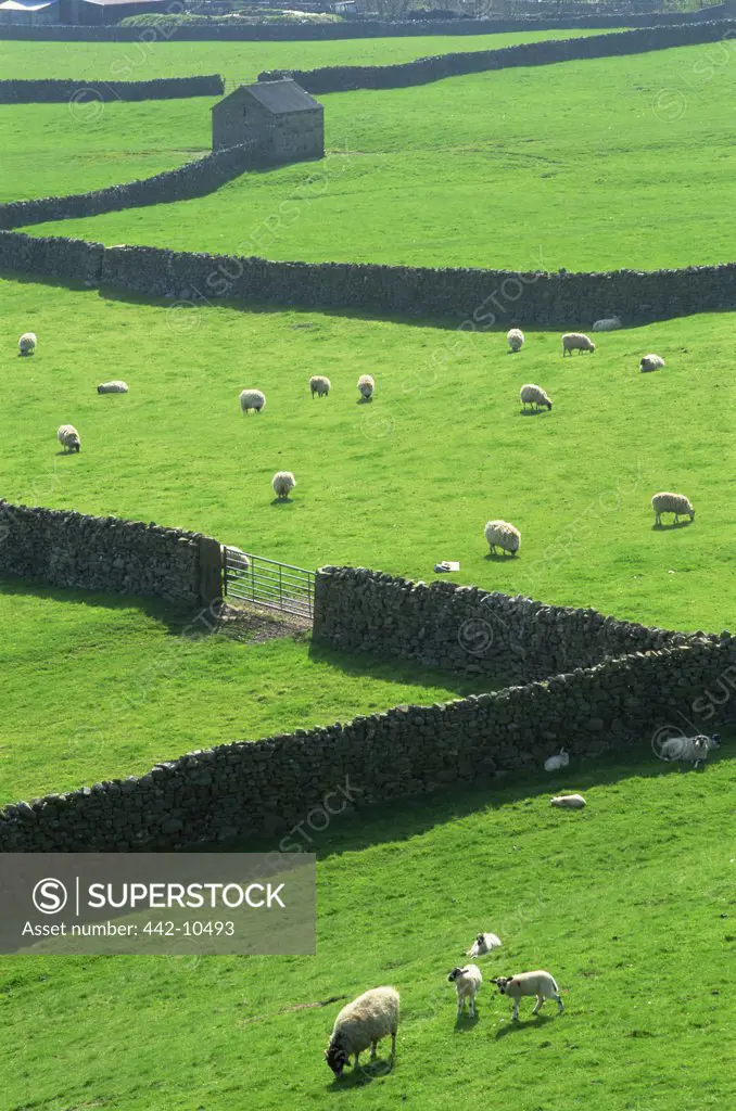 Sheep grazing in a field, Swaledale, Yorkshire Dales, Yorkshire, England