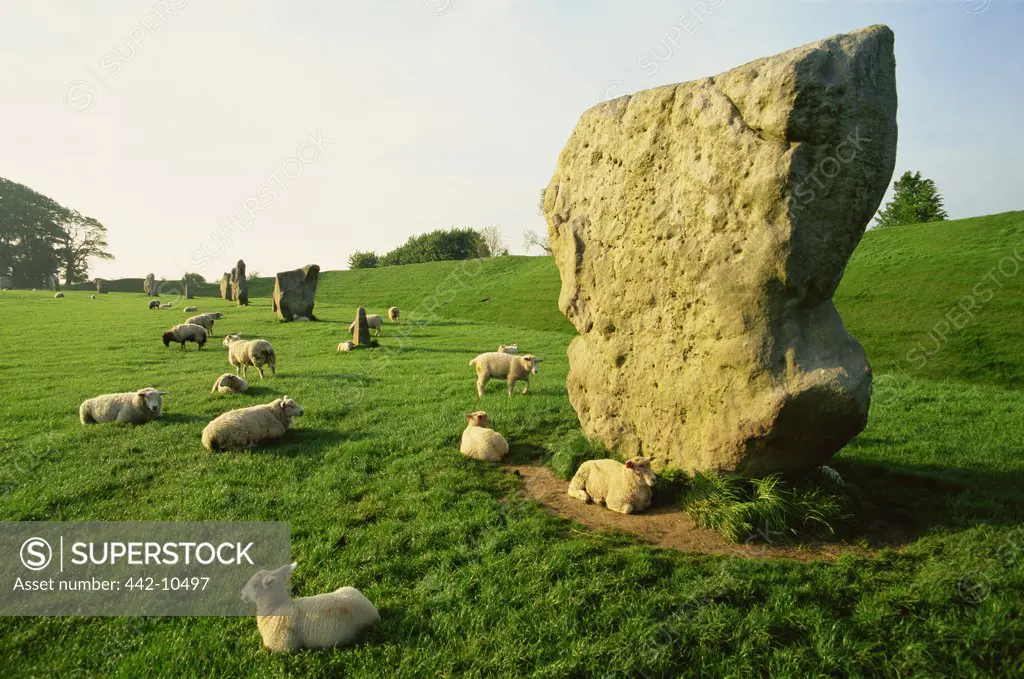 Stones and a flock of sheep in a pasture, Avebury Stone Circle, Avebury, Wiltshire, England