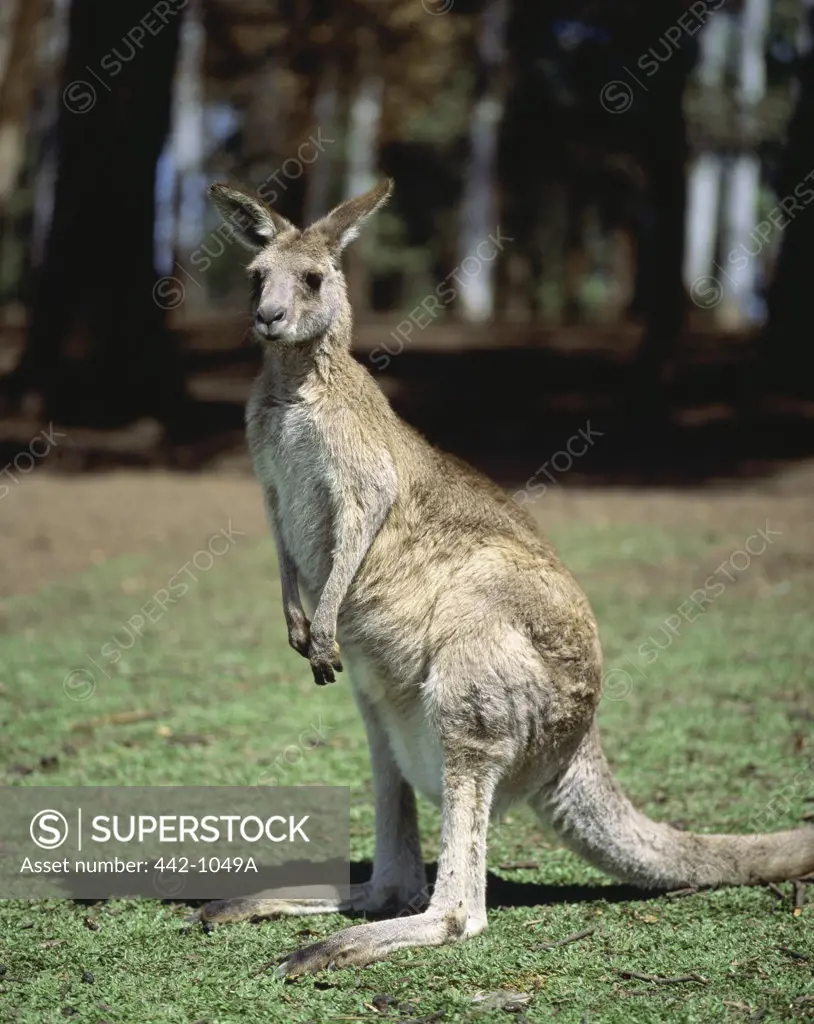 Kangaroo in a field, Lone Pine Sanctuary, Brisbane, Australia