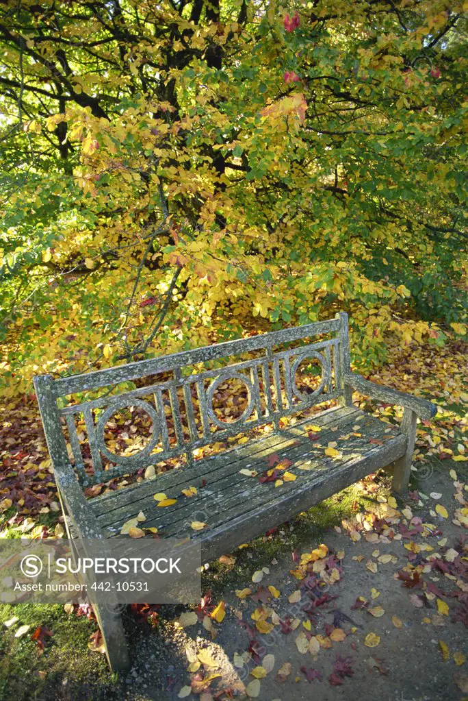 Autumnal leaves around an empty bench in a park, Sheffield Park Garden, East Sussex, England