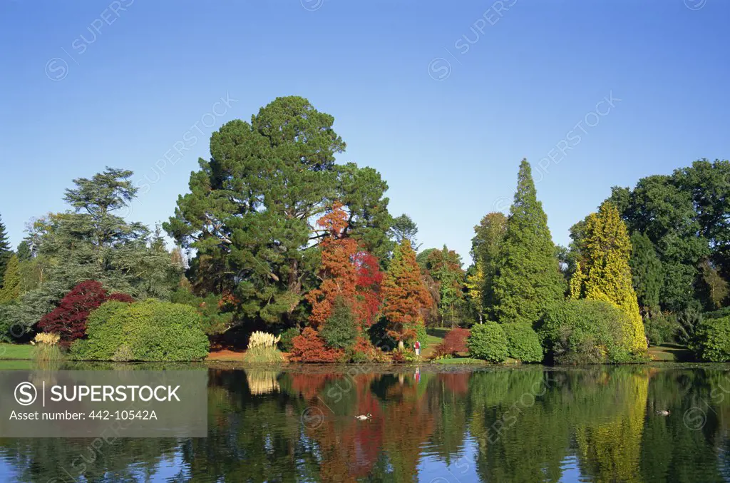 Reflection of trees in water, Sheffield Park Garden, East Sussex, England