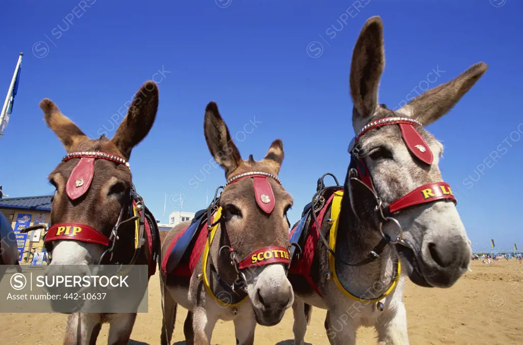 Three donkeys (Equus asinus) on the beach, Skegness, Lincolnshire, England