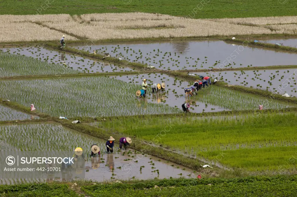 Thailand,Chiang Mai,Rice Planting