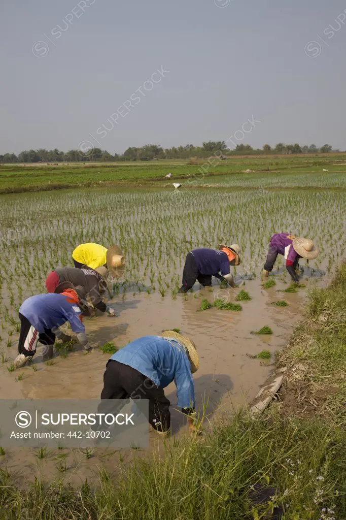 Thailand,Chiang Mai,Rice Planting