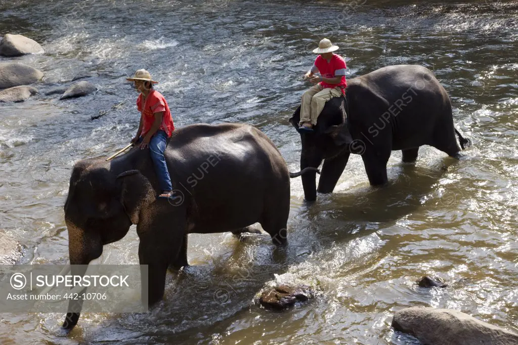 Thailand,Chiang Mai,Elephant Camp,Elephants Bathing