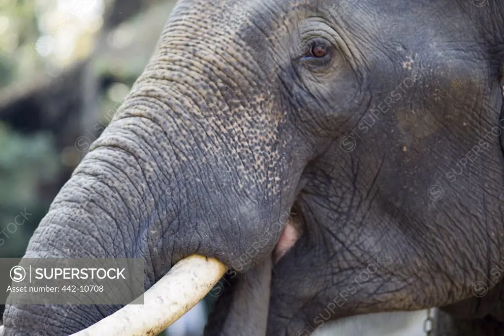 Thailand,Chiang Mai,Elephant Camp,Elephant Trunk and Tusk