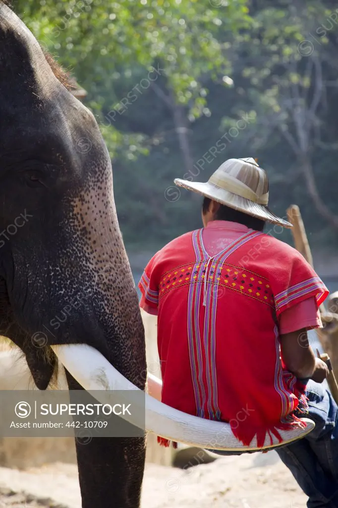Thailand,Chiang Mai,Elephant Camp,Elephant Trainer Sitting on Elephant Tusk