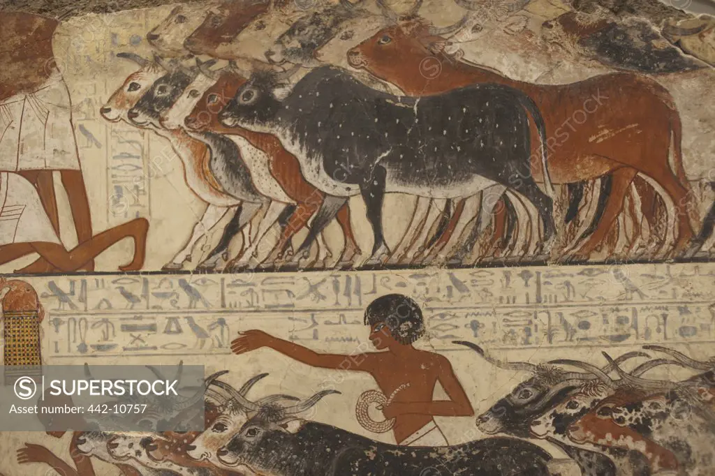 Wall painting of Nebamun cattle from Nebamun Tomb Chapel Luxor (1350 BC), British Museum, London, England