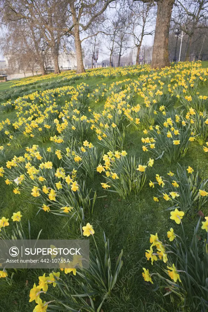Daffodils in a garden, St. James's Park, City Of Westminster, London, England