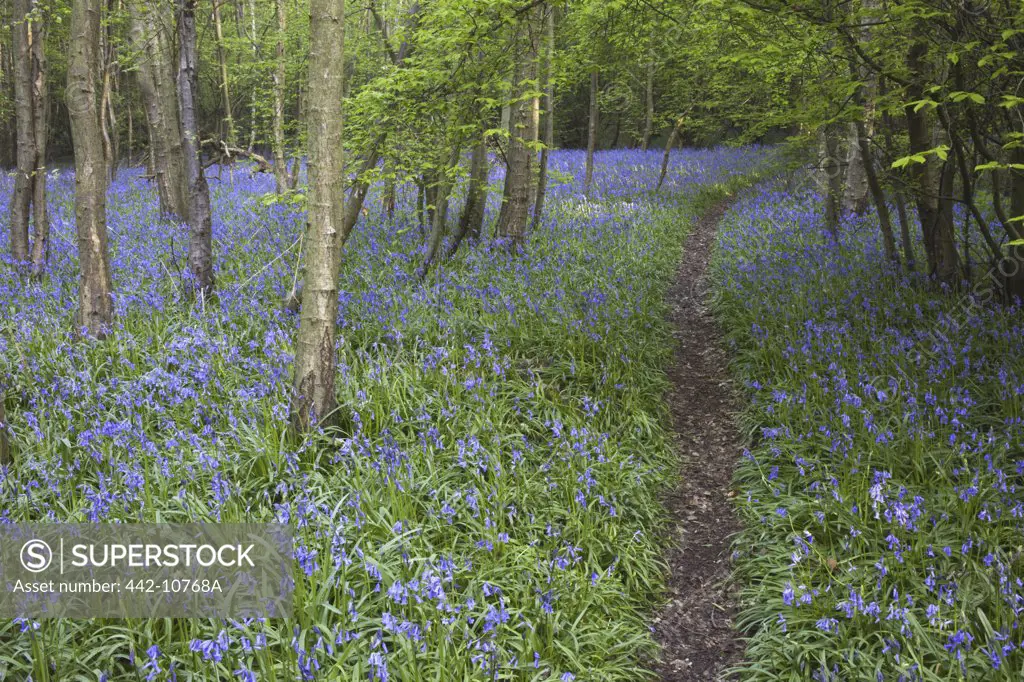 Bluebells in a forest, Kent, England