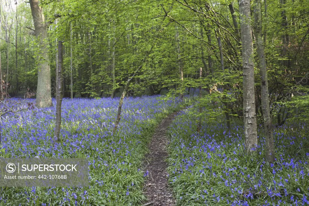 Bluebells in a forest, Kent, England