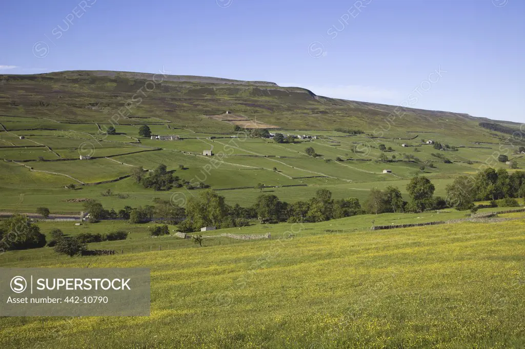 England, Yorkshire, Yorkshire Dales, Field of Buttercups in Swaledale