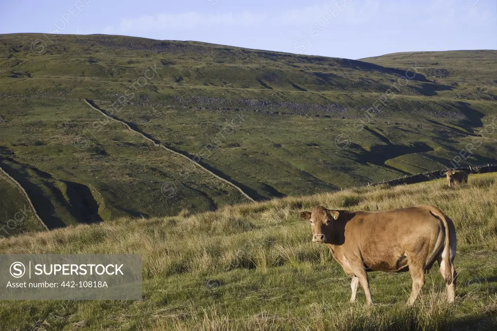 England, Yorkshire, Yorkshire Dales, Swaledale, Cows in Field