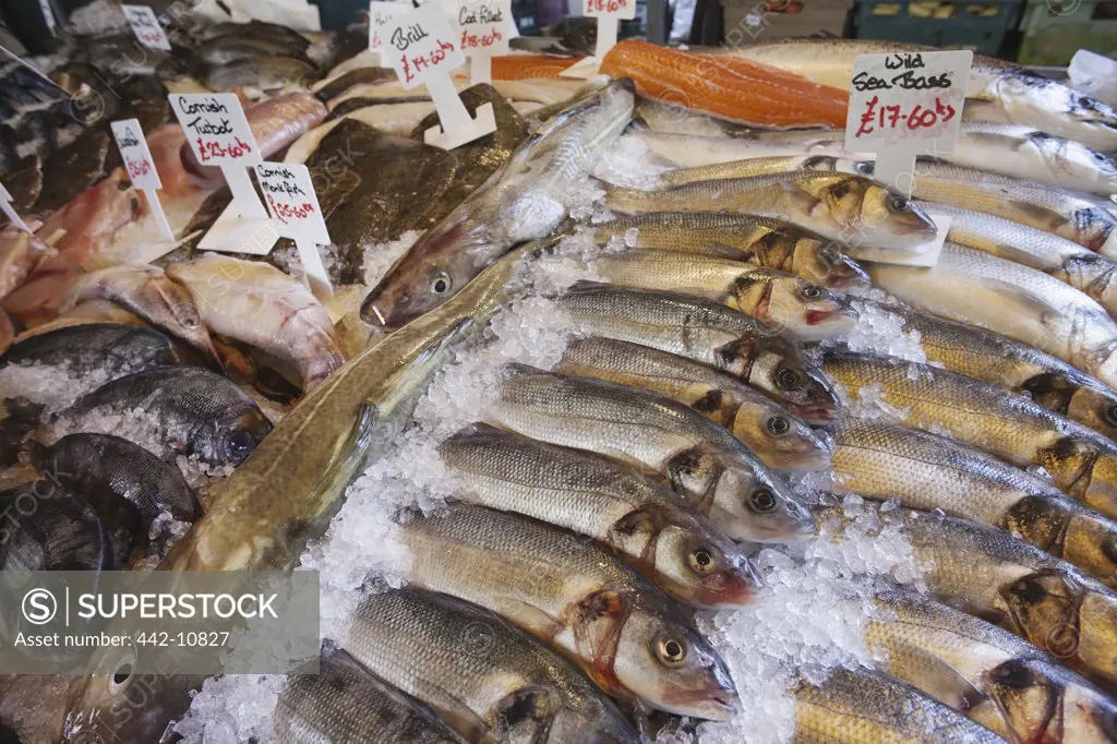 England, London, Southwark, Borough Market, Seafood Stall, Fish Display