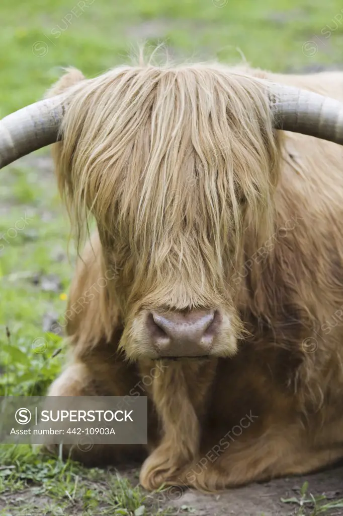 Scotland, Highland Region, Loch Ness, Highland Cattle