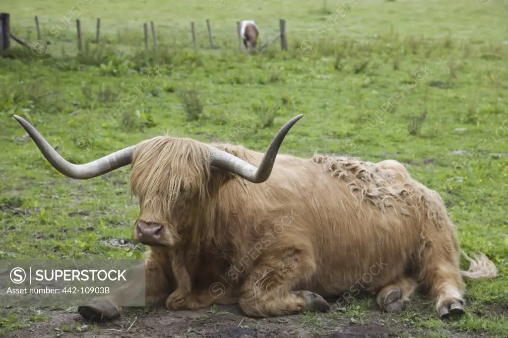 Scotland, Highland Region, Loch Ness, Highland Cattle
