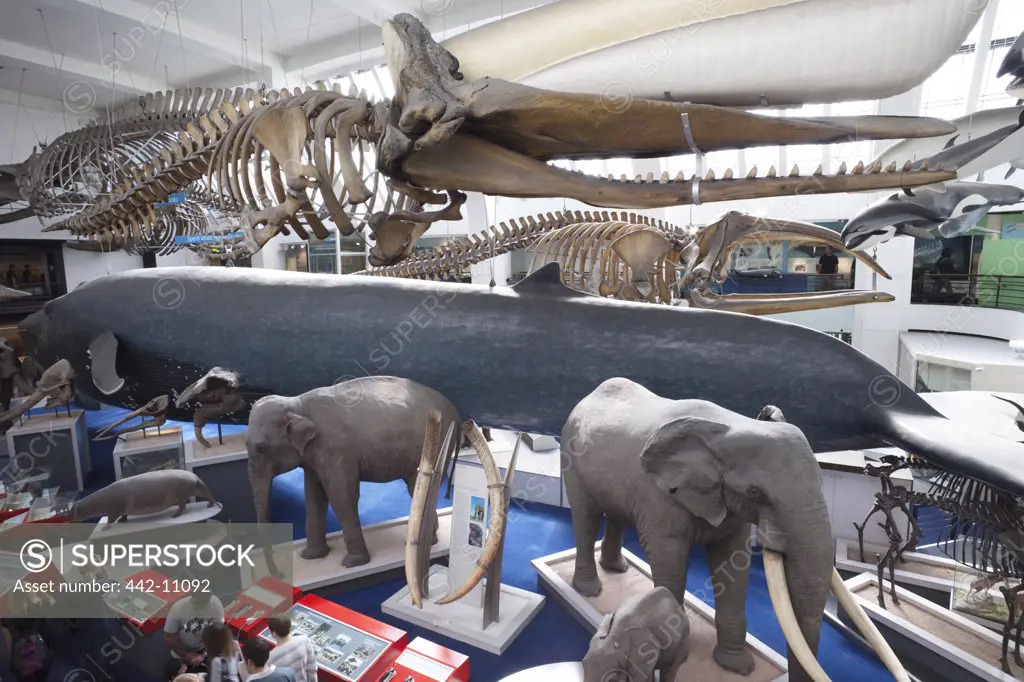 Animal exhibits in a museum, Natural History Museum, Kensington, London, England