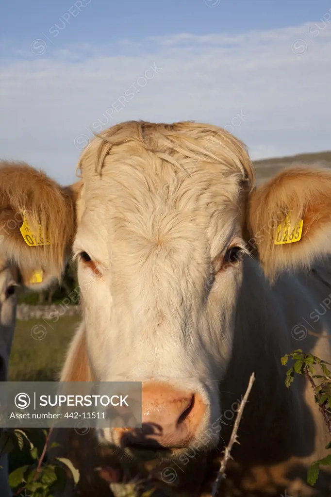 Ireland, County Clare, Cows