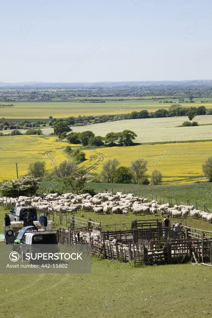 UK, England, Kent, Romney Marsh, sheep in pen