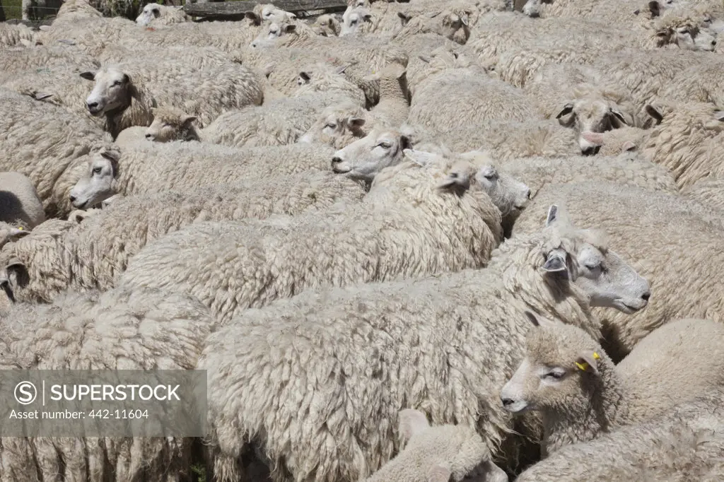 UK, England, Kent, Romney Marsh, flock of sheep