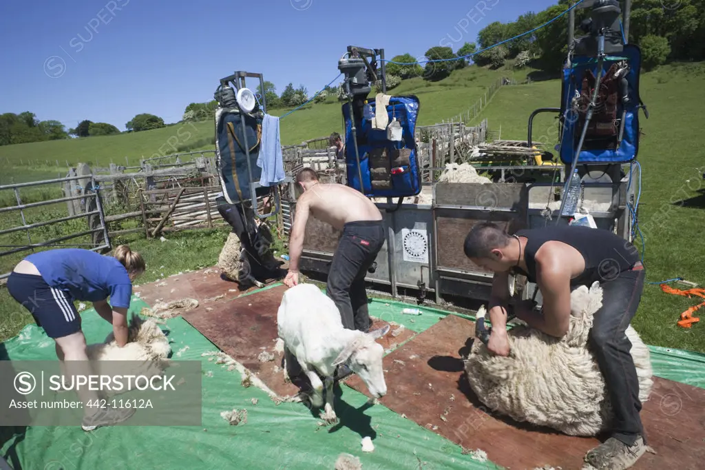 UK, Kent, Romney Marsh, Sheep Shearing
