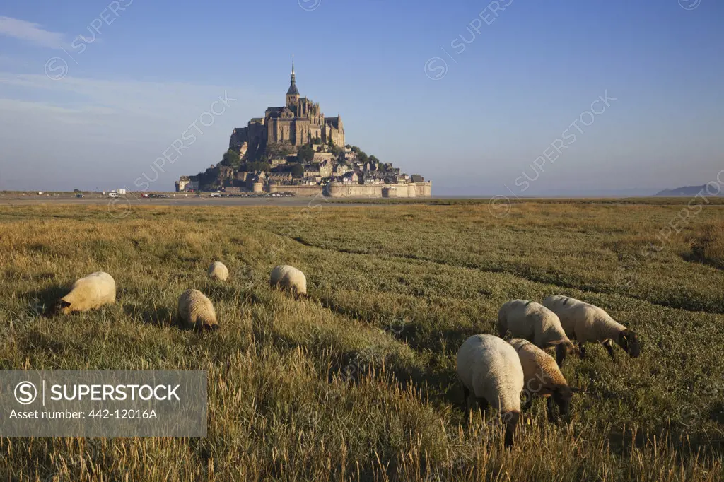 Sheep grazing in a field with a cathedral in the background, Mont Saint-Michel, Normandy, France