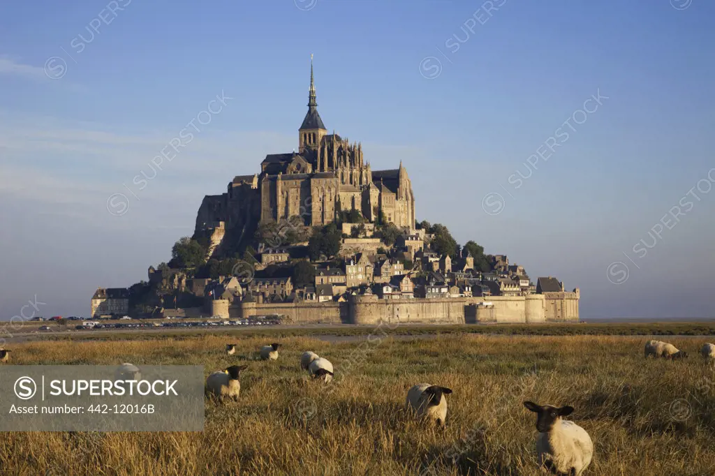 Sheep grazing in a field with a cathedral in the background, Mont Saint-Michel, Normandy, France