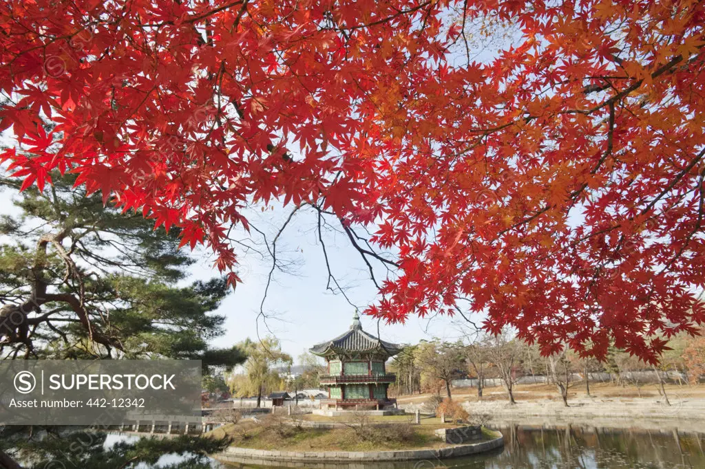 Autumn tree with a pavilion in the background, Hyangwonjeong Pavilion, Gyeongbokgung Palace, Seoul, South Korea