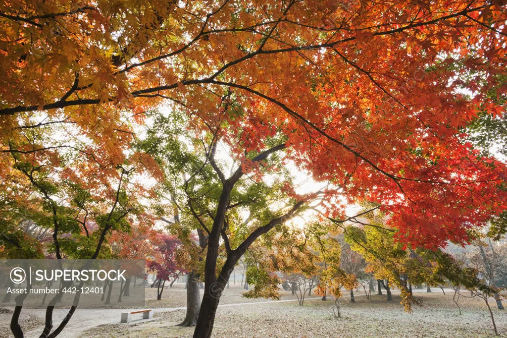 Autumn foliage in a park, Gyerim Forest, Gyeongju National Park, Gyeongju, South Korea