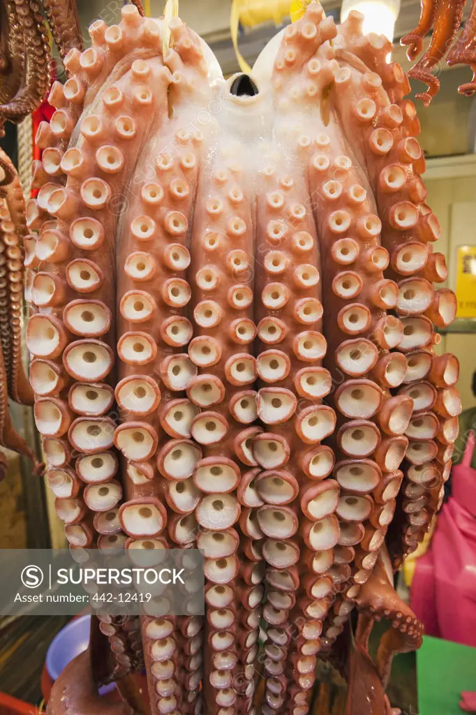 Octopus for sale at a market, Gyeongju Market, Gyeongju, South Korea