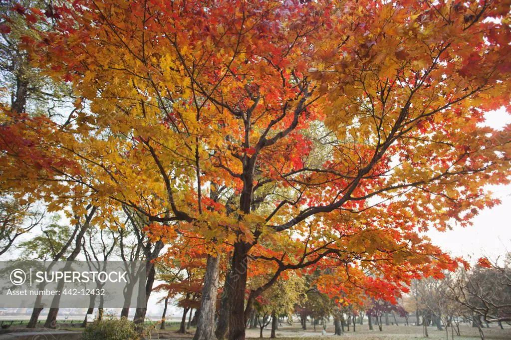 Autumn foliage in a park, Gyerim Forest, Gyeongju National Park, Gyeongju, South Korea