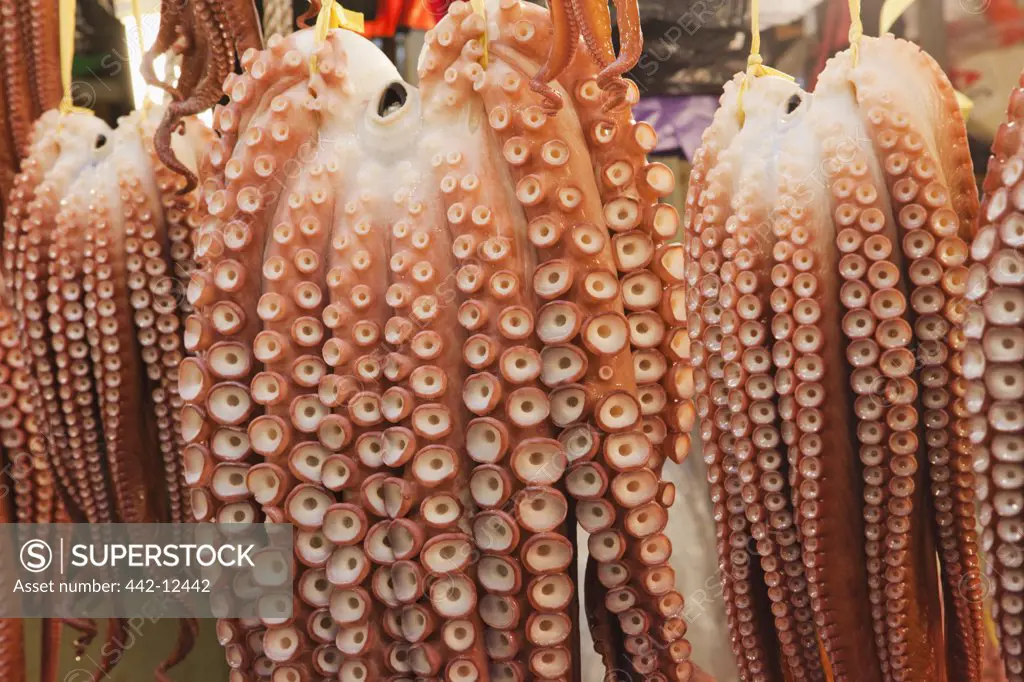 Octopuses for sale at a market, Gyeongju Market, Gyeongju, South Korea