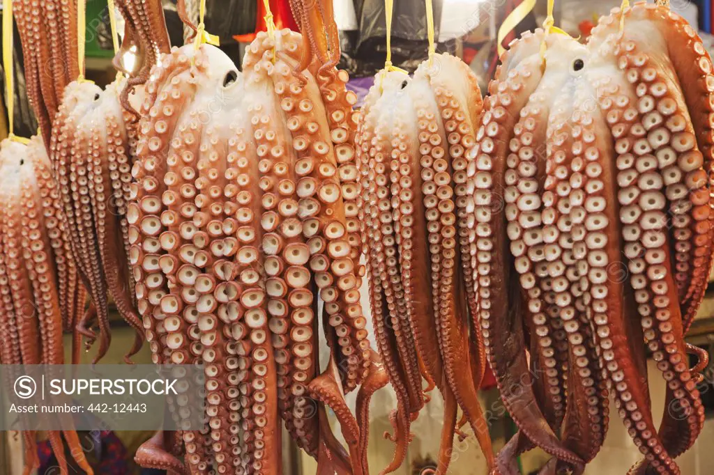 Octopuses for sale at a market, Gyeongju Market, Gyeongju, South Korea