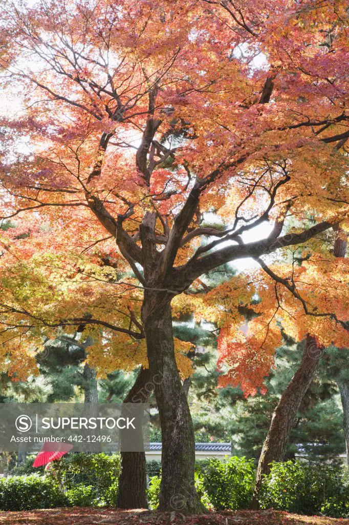 Japanese maple trees in a garden, Kennin-ji Temple, Kyoto Prefecture, Kinki Region, Honshu, Japan
